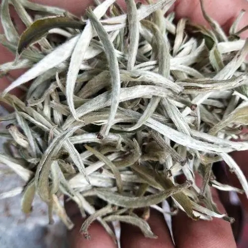 遇見月光白之美，存放四年云南古樹白茶