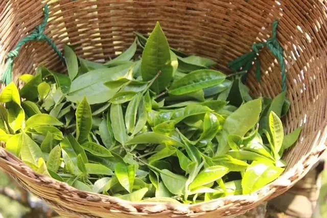 普洱茶3大核心產(chǎn)區(qū)，請(qǐng)好好收藏！