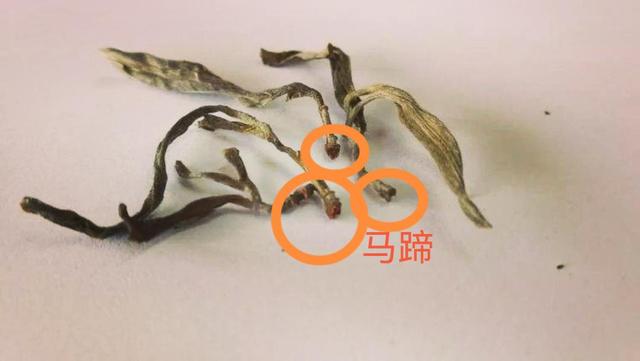 “馬蹄?！倍嗌俑竟?jié)有關(guān)系？