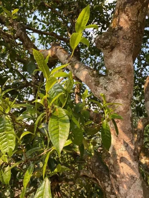 易武高桿 普洱長頸？