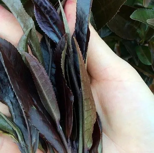 普洱茶中有一種叫“紫芽茶”的是怎么回事？