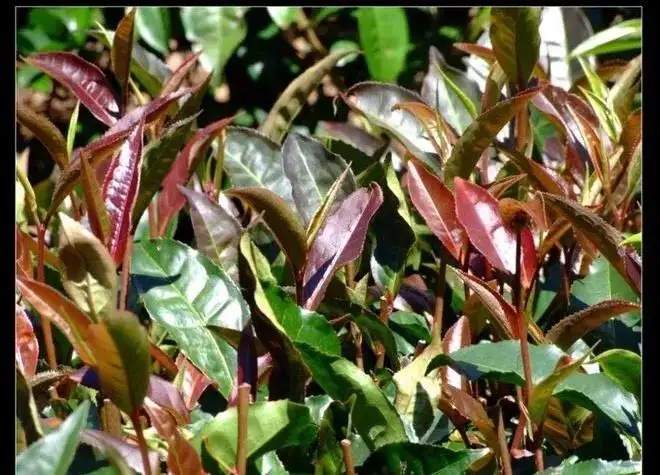 紫芽普洱茶真的都很珍貴嗎？這篇文章說到你心坎上了