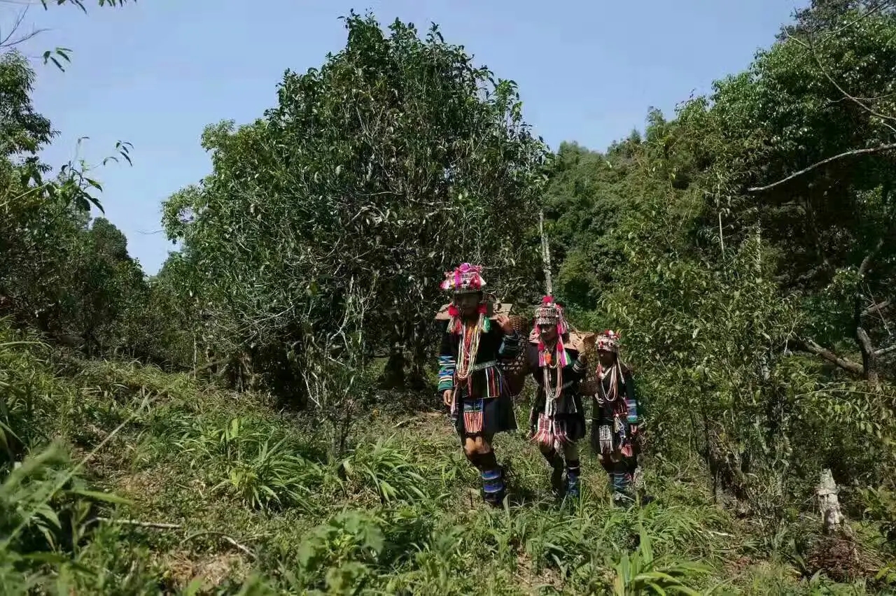 【好茶知味】南糯山石頭老寨拔瑪古樹：醇柔之質(zhì)，綿遠(yuǎn)之韻