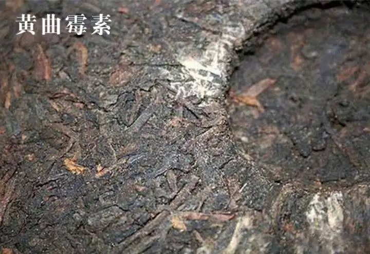 普洱茶有黃曲霉毒素，喝了會致癌？不黑不吹，咱用事實說話