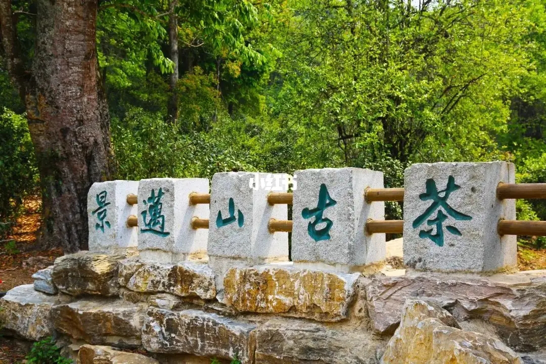 普洱茶的年份：新茶、老茶、中期茶、印級茶、古董茶