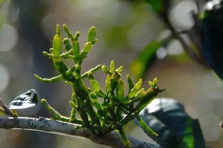 什么是螃蟹腳？茶界的螃蟹腳可能和你想的不一樣！