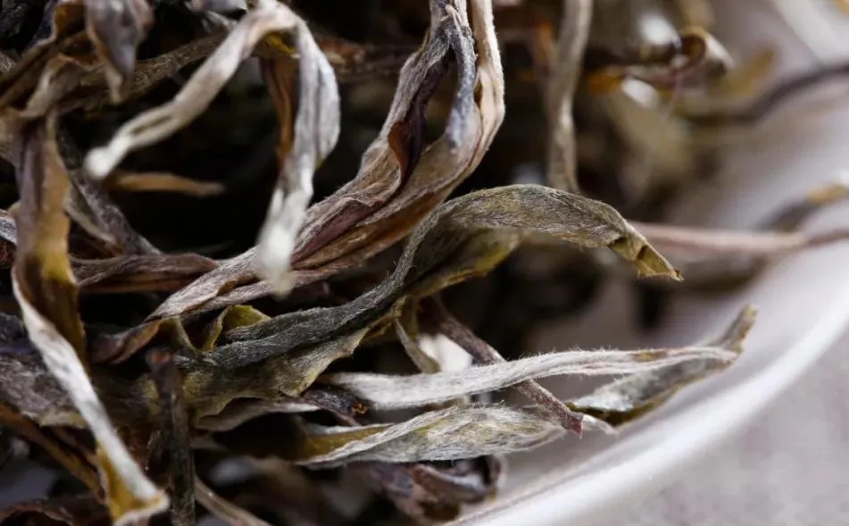 普洱茶樹生長的海拔越高，品質(zhì)就越好嗎？