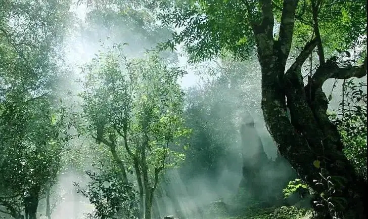 獨(dú)有神韻的瀾滄景邁古樹茶！