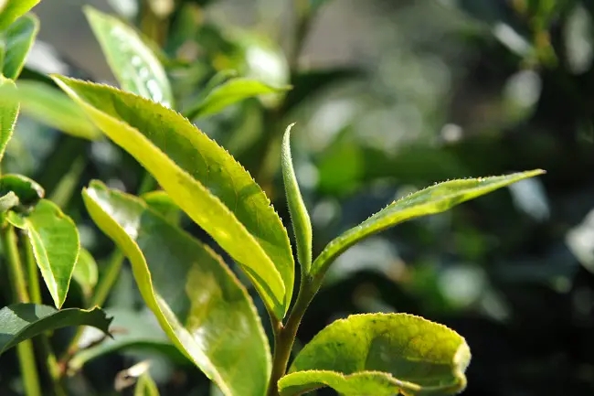 普洱茶“山野氣韻”如何形成？