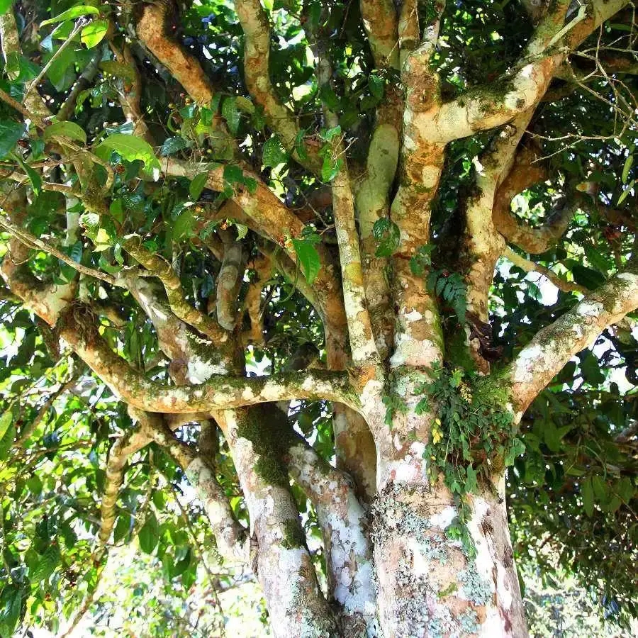 來(lái)自易武秘境的至味臻品！氣韻強(qiáng)勁，余韻深邃，一口喚醒你的味蕾~