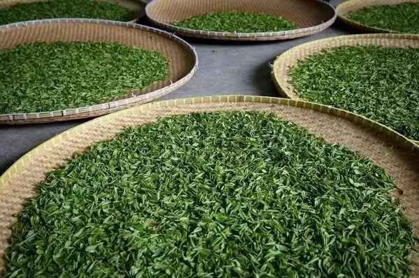 傳統(tǒng)普洱茶殺青工藝原理，專家們是這樣說的