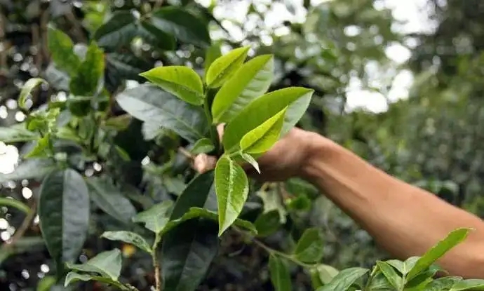 云南大葉種和小葉種是一個品種嗎？兩者有何優(yōu)勢？