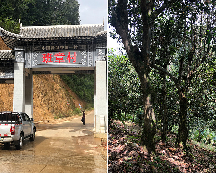 2023年新班章古樹春茶品質(zhì)怎么樣？