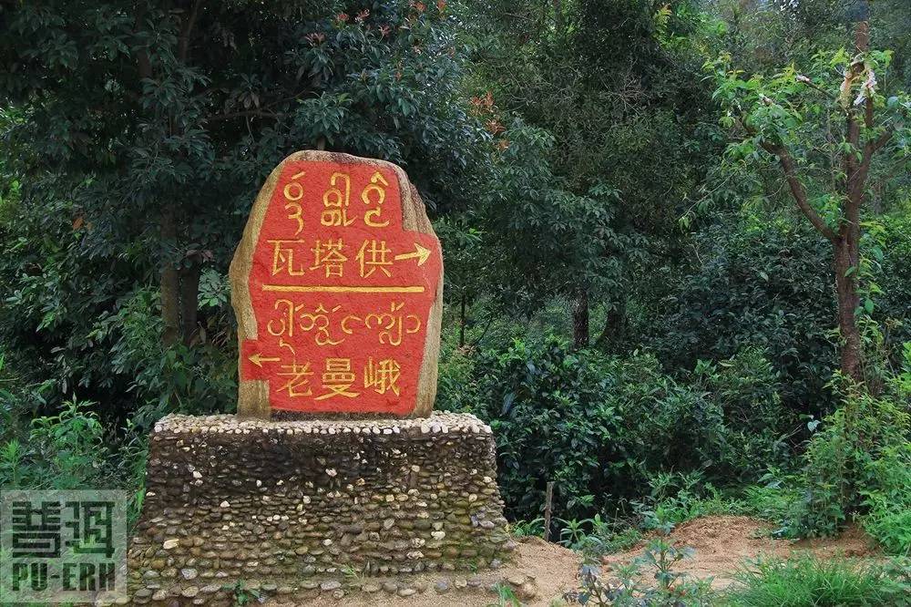 2023年老曼峨古樹春茶特點(diǎn)是什么？