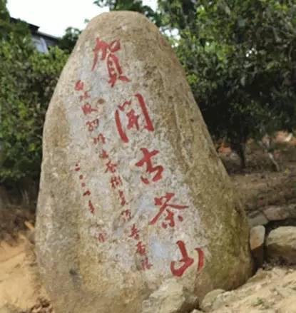 2023年賀開(kāi)古樹(shù)春茶品質(zhì)如何？