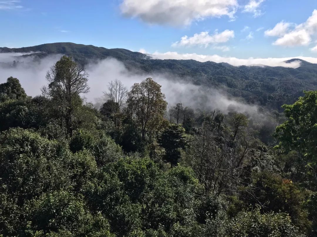 2023年賀開古樹春茶特點是什么？