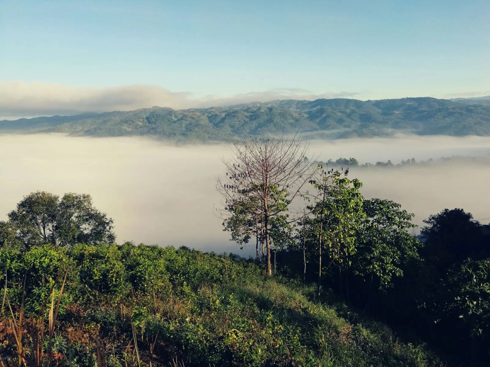 2023年賀開古樹春茶價(jià)格是多少？