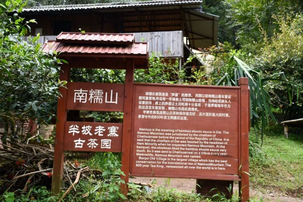 2023年半坡老寨古樹春茶口感是什么？