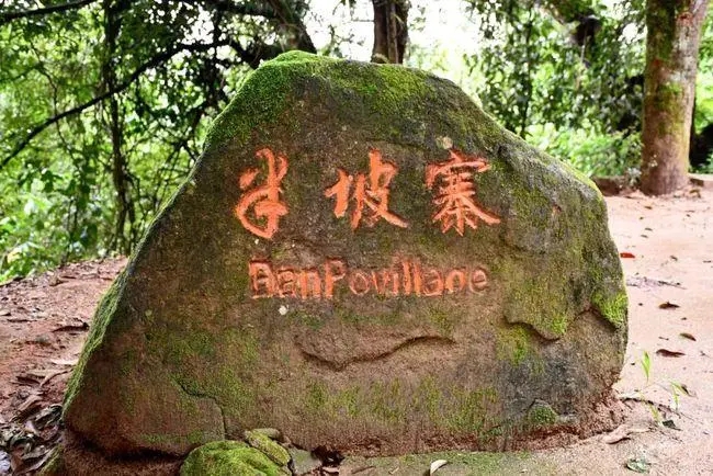 2023年半坡老寨古樹春茶價格是多少？