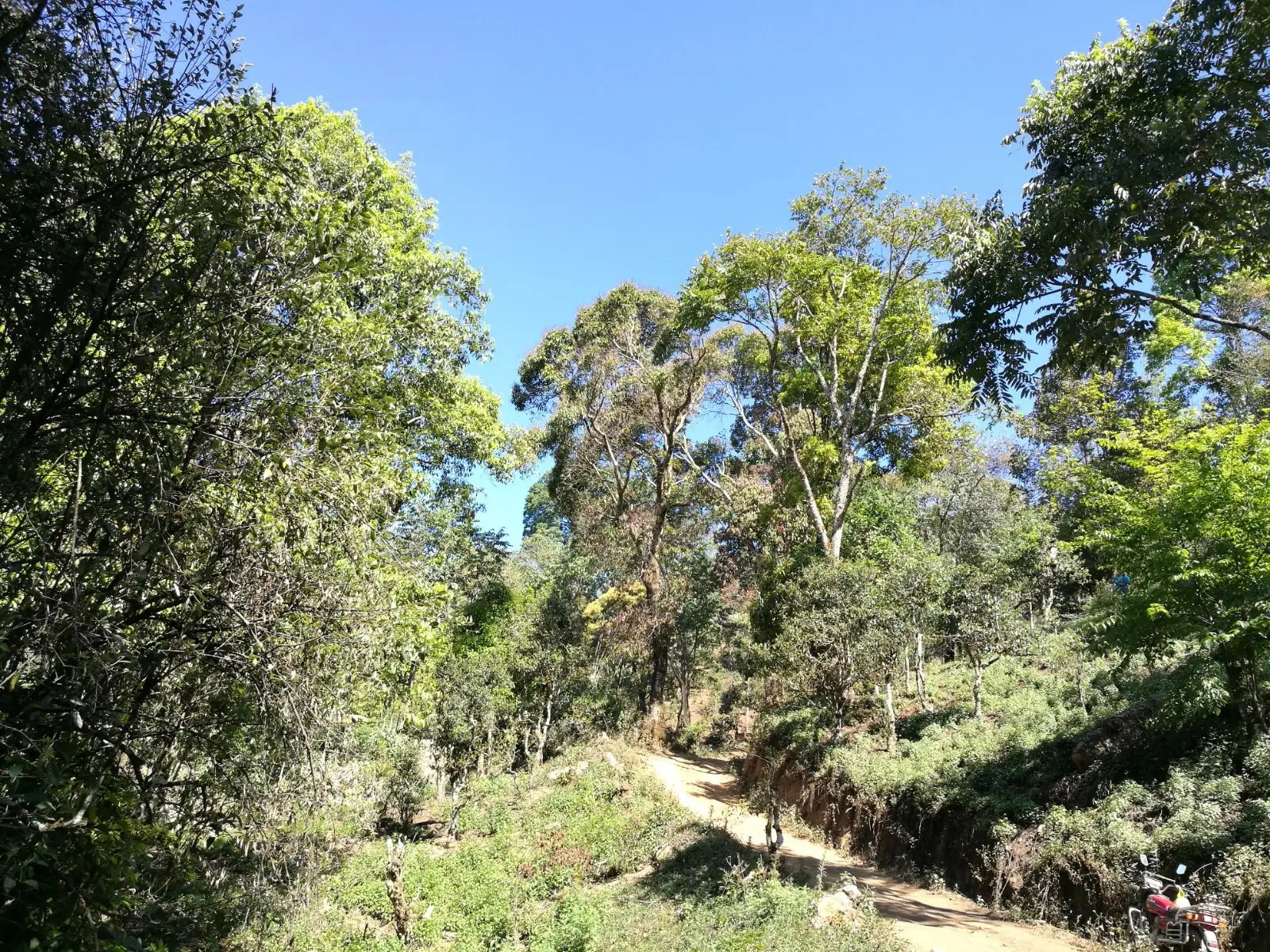 2023年保塘老寨古樹春茶口感是什么？