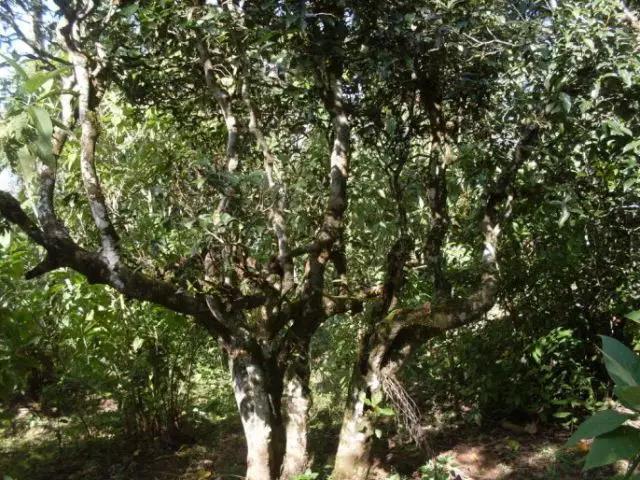 2023年保塘老寨古樹春茶多少錢一公斤？