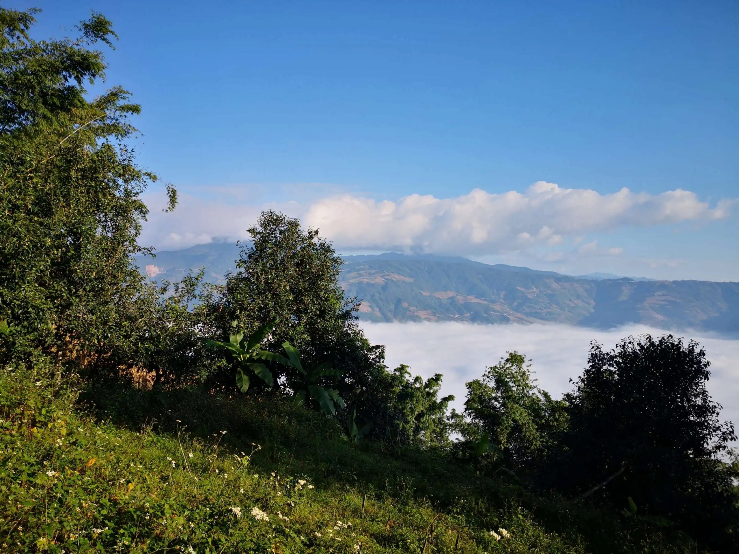 2023年邦崴古樹 春茶品質(zhì)如何？