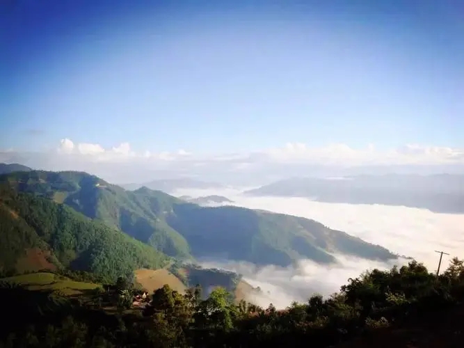 2023邦崴古樹春茶特點(diǎn)是什么？