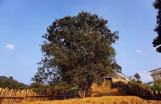 2023年邦崴古樹(shù)春茶價(jià)格多少？