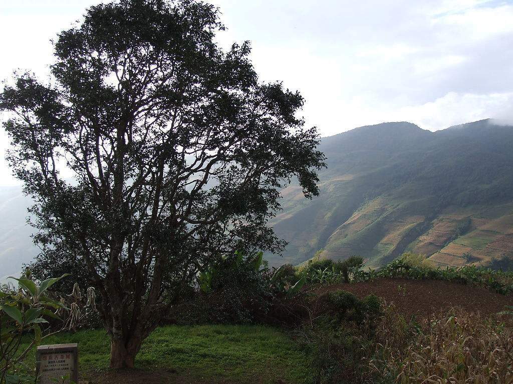 2023年邦崴古樹春茶多少錢一公斤？