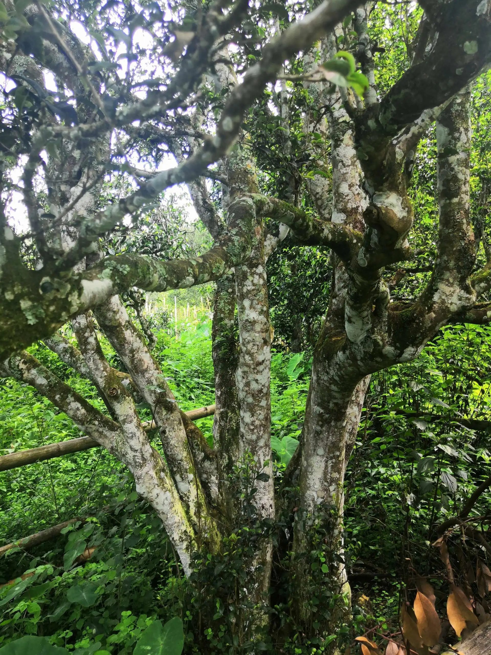 2023年困鹿山古樹春茶價格是多少？