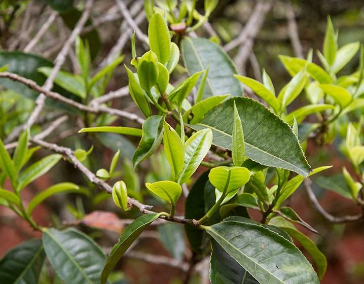 2023年苦竹山古樹春茶多少錢一公斤？