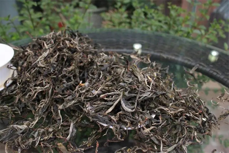 2023冰島古樹(shù)春茶品質(zhì)如何？