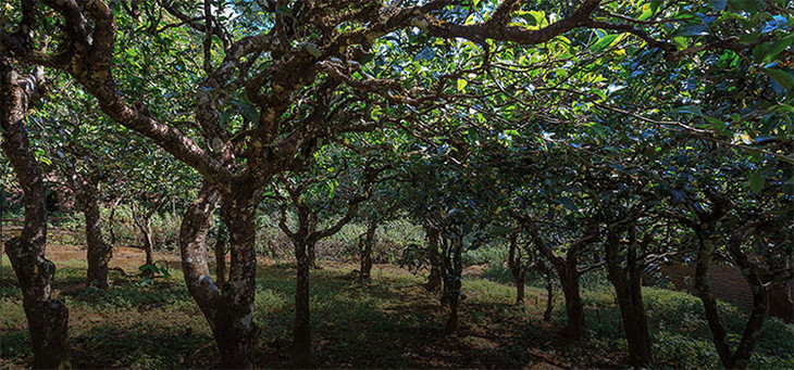 2023年小戶賽古樹春茶品質怎么樣？