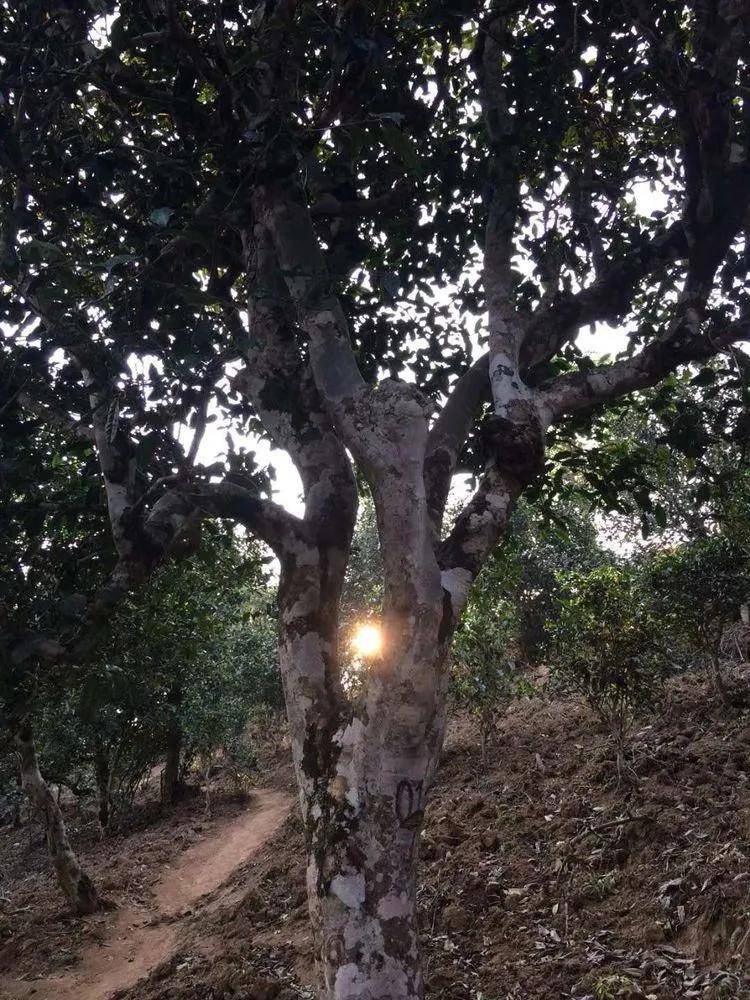 2023小戶賽古樹春茶口感是什么？