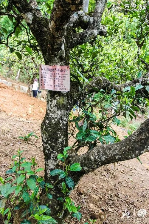 2023年小戶賽古樹(shù)春茶特點(diǎn)是什么？