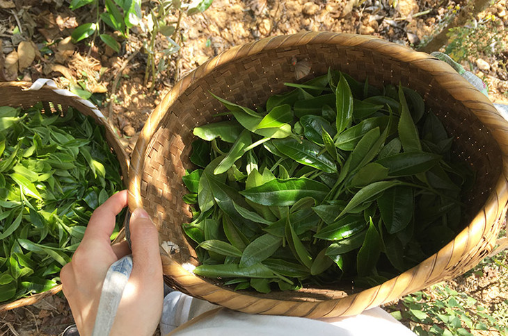 2023小戶賽古樹(shù)春茶價(jià)格是多少？