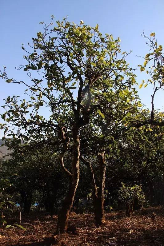 2023年小戶賽古樹春茶多少錢一公斤？