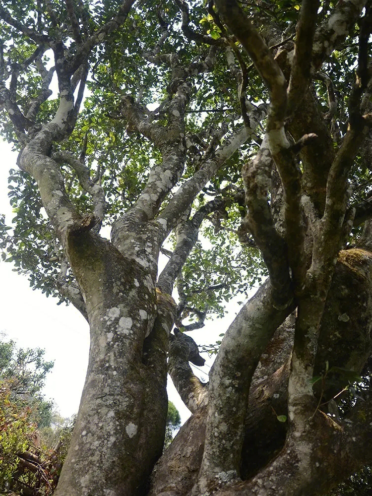 2023年白鶯山古樹(shù)春茶多少錢(qián)一公斤？