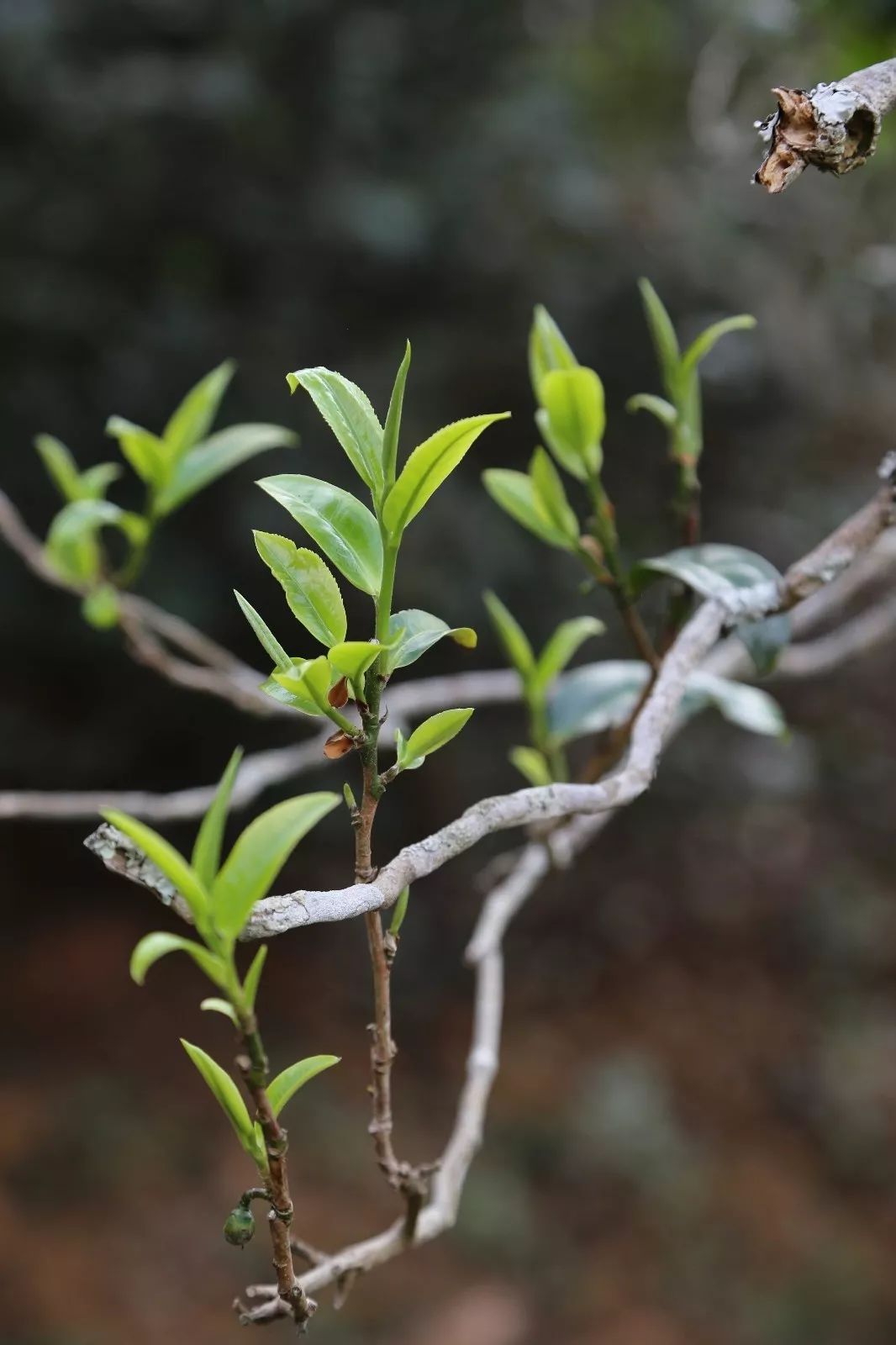 2023年昔歸古樹春茶特點(diǎn)是什么？