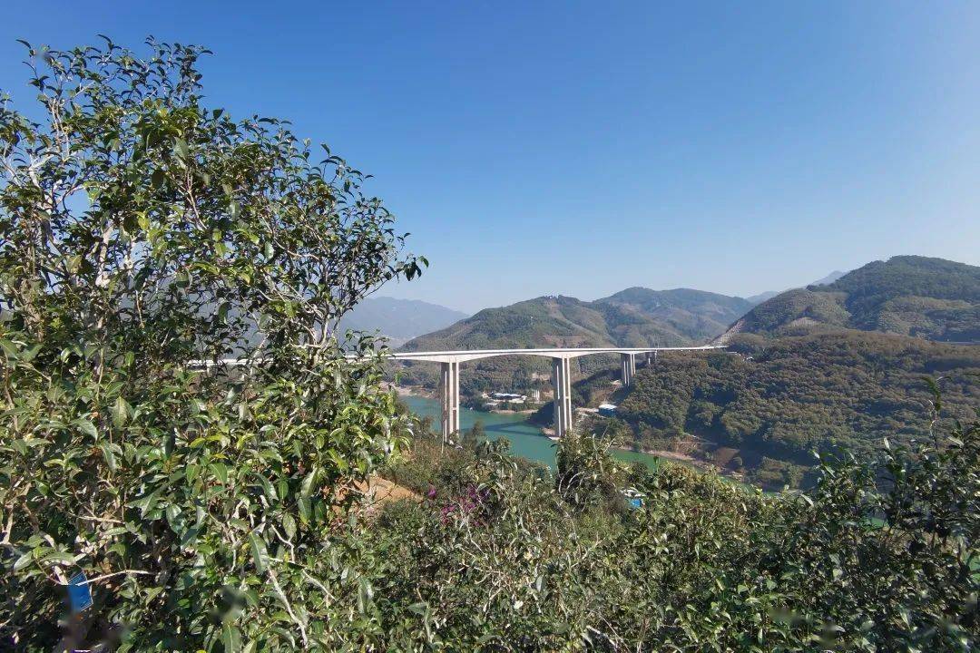 2023年邦東古樹春茶口感怎么樣？