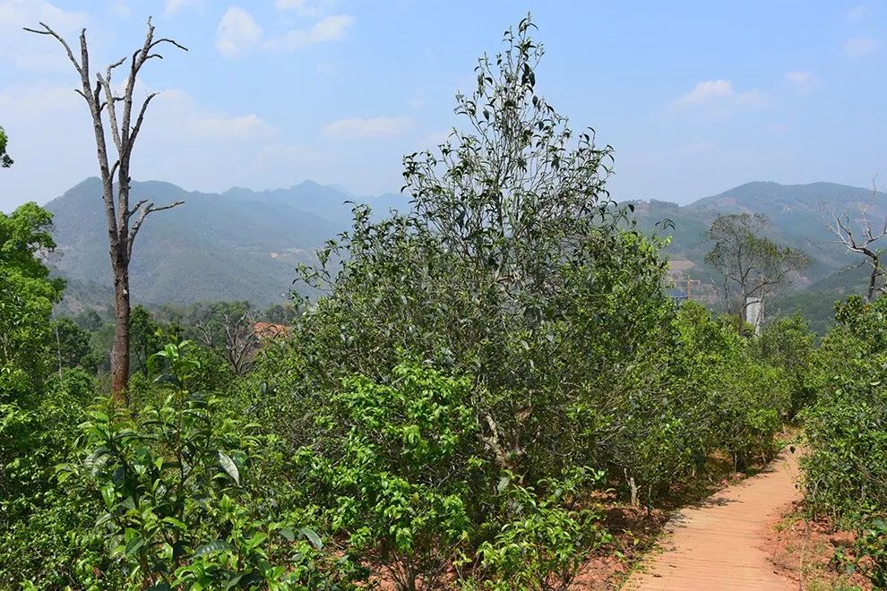 2023年邦東古樹(shù)春茶價(jià)格是多少？