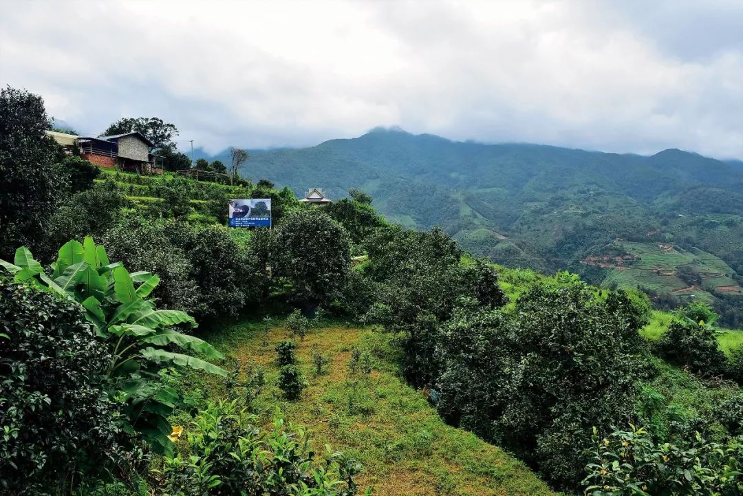 2023年邦東古樹(shù)春茶多少一公斤？
