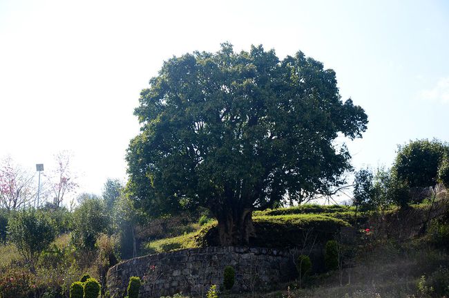 2023年香竹箐古樹(shù)春茶特點(diǎn)是什么？