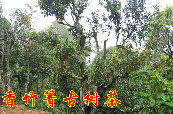 2023年香竹箐古樹(shù)春茶價(jià)格是多少？