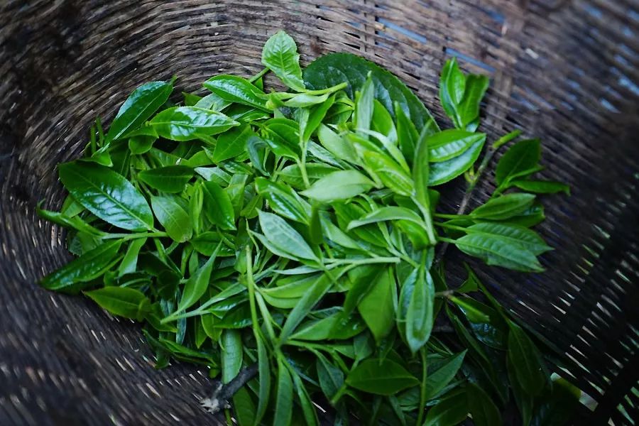 2023年香竹箐古樹(shù)春茶多少一公斤？