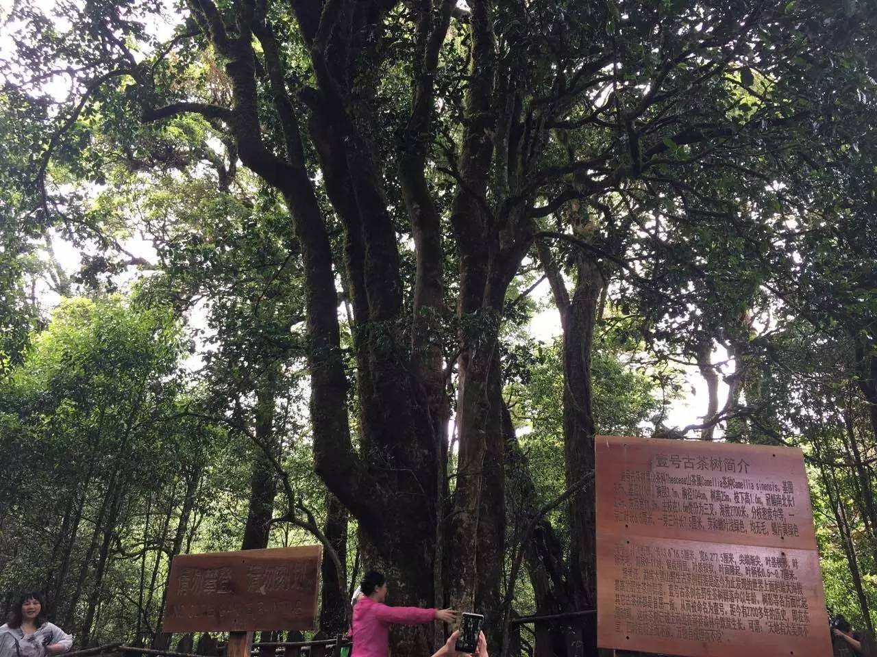 2023年大雪山古樹(shù)春茶品質(zhì)怎么樣？