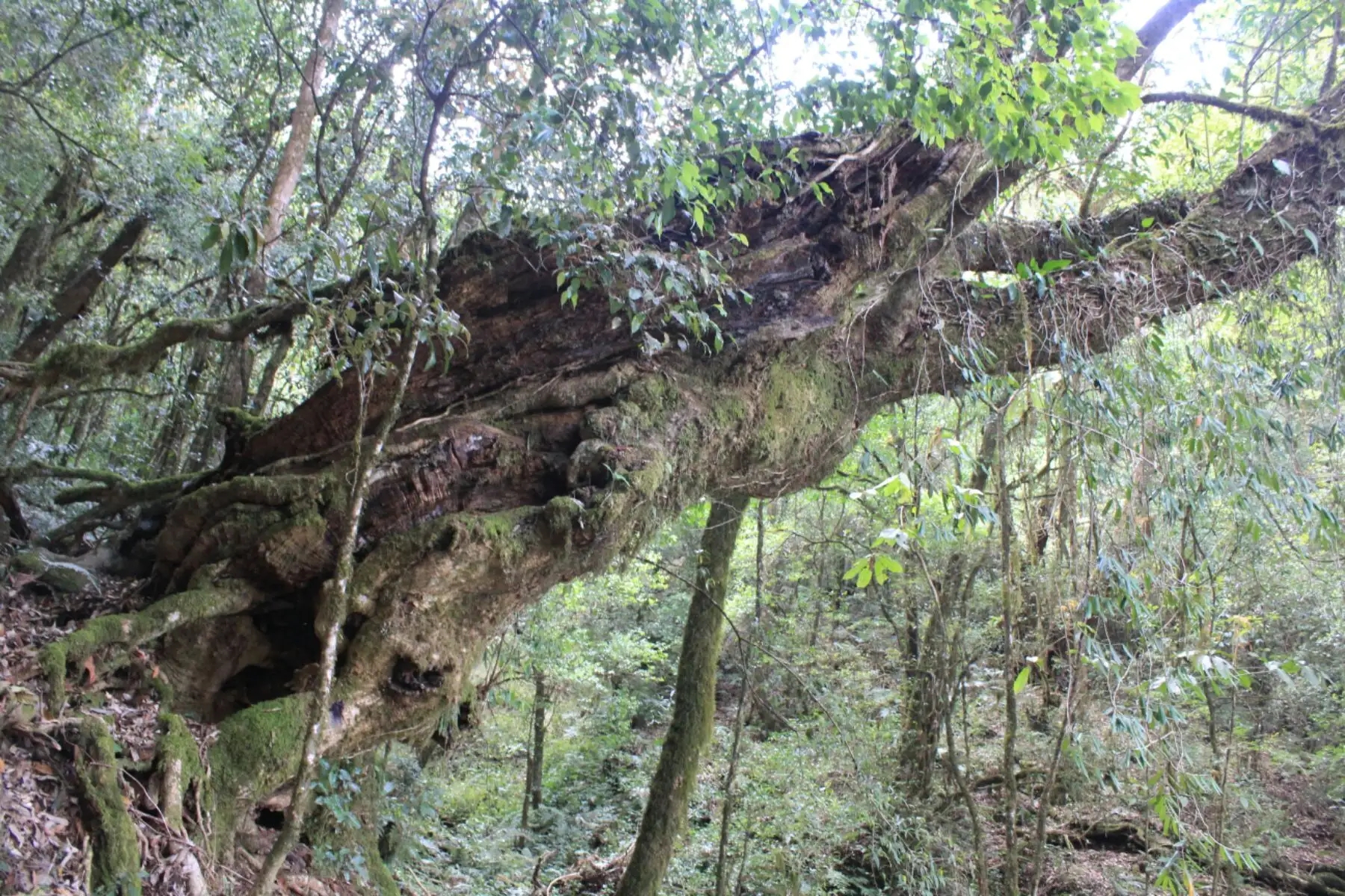 2023年大雪山古樹(shù)春茶口感怎么樣？