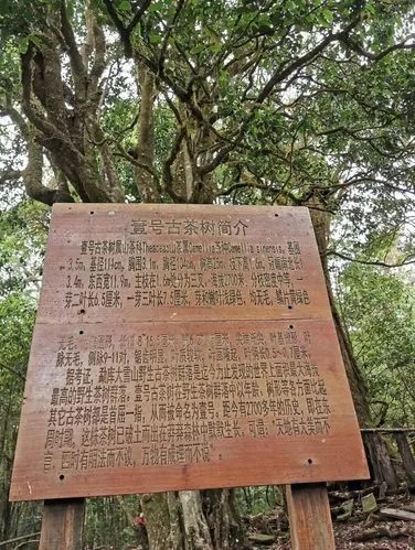 2023年大雪山古樹(shù)春茶特點(diǎn)是什么？