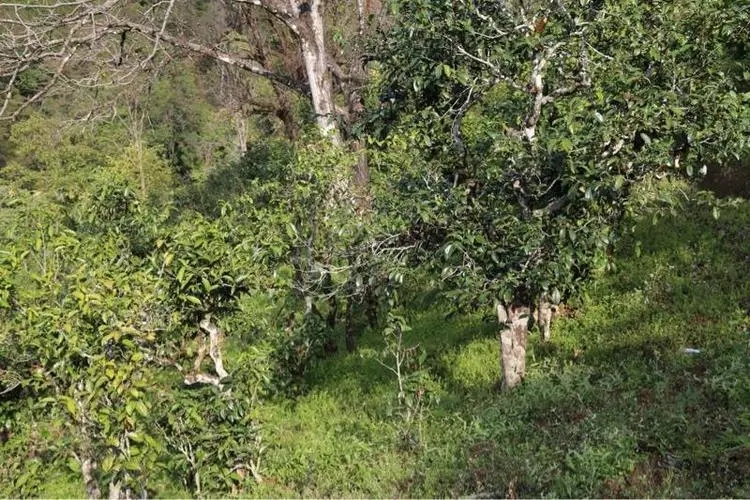 2023年大雪山古樹(shù)春茶價(jià)格是多少？