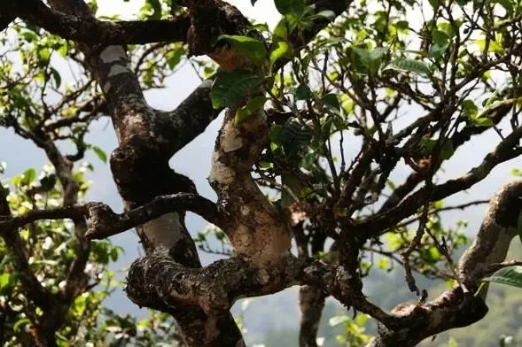 2023年忙肺古樹(shù)春茶價(jià)格是多少？